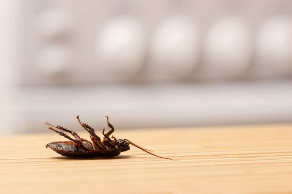 How to catch pesky cockroaches