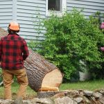 Top factors to consider when hiring tree removal services