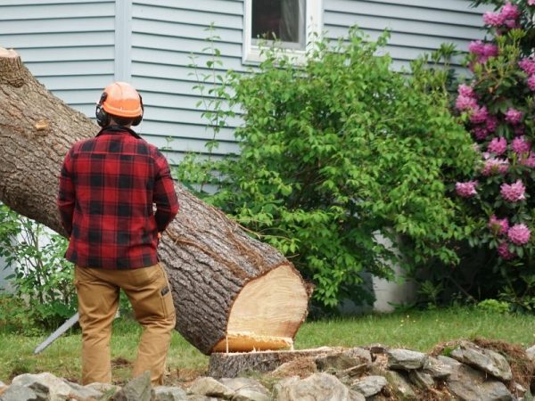 Top factors to consider when hiring tree removal services