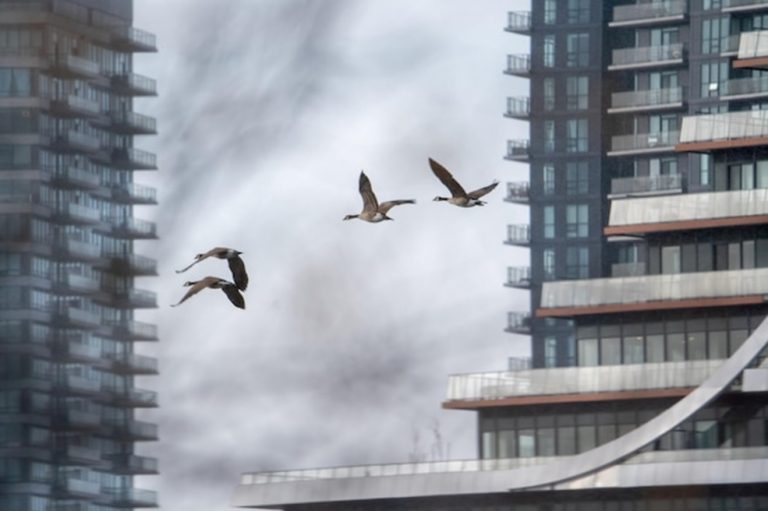 Tailored Bird Control Solutions for UK Commercial Build-ings | Eido Home