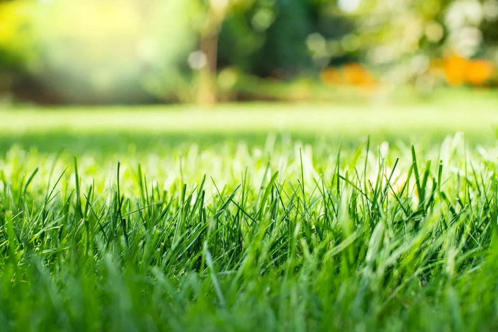 Expert Lawn Mowing Service in Loganville, GA: Your Guide to a Lush Green Yard